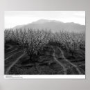 Suche nach obstbäume poster Pflanze