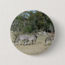 Recherche de zebre badges Safari