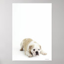 Recherche de veterinary posters Photography