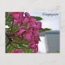 Suche nach frangipani postkarten Blühen