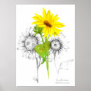 Recherche de fleur sauvage jaune art Tournesol