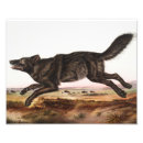Recherche de loup noir art Vintage