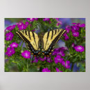 Suche nach monarchfalter poster Blume