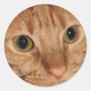 Suche nach orange katze aufkleber Rot