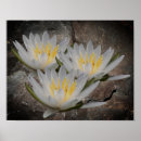Suche nach lotus poster Blumen
