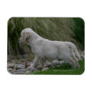 Suche nach ausdehnen magnete Retriever golden