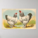 Suche nach brahma poster Hühner