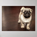 Suche nach süßer mops poster Welpe
