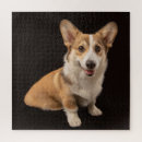 Suche nach corgi puzzle Haustier