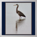 Suche nach reiher poster Vögel