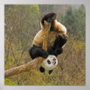 Recherche de arbre heureux posters Animal