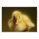 Recherche de de caneton cartes postales Jaune