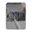 Recherche de de chaton magnets Amour