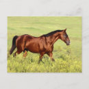 Recherche de cheval de baie cartes postales Pâturage