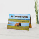 Recherche de yellowstone vœux cartes Buffle