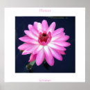 Recherche de lotus photographie Flore