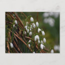 Recherche de snowdrops cartes postales Blanc