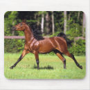 Suche nach arabische pferde mousepads Bob langrish