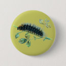 Suche nach raupe buttons Schmetterling