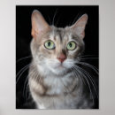 Suche nach bengalische poster Druck