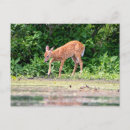 Suche nach bambi postkarten Hirsche