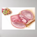 Recherche de membrane posters Biologie