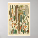 Suche nach plumes poster Vögel