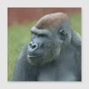 Recherche de primate magnete Espèce menacée