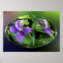 Suche nach veilchen poster Violett