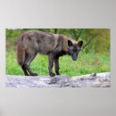 Recherche de noir loups posters Nature