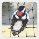 Suche nach spechte aufkleber Specker