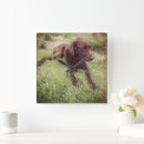 Recherche de laboratoire horloges Récupérateur