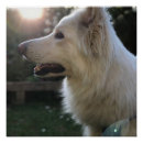 Recherche de berger allemand posters Gsd