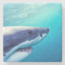 Suche nach weißer hai untersetzer Meeresleben