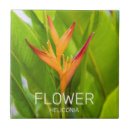 Suche nach botanik fliesen Botanisch