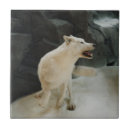 Recherche de loup carreaux Dog