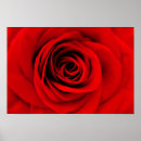 Suche nach rote rosen poster Natur
