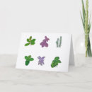 Suche nach salbei karten Kräuter