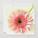 Recherche de gerberas invitations Marguerie