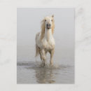 Recherche de camargue cartes postales Ranch