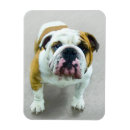 Suche nach bulldog magnete Welpe