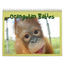 Suche nach affen kalender Orang utan