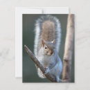 Suche nach graues eichhörnchen postkarten Grauhörnchen