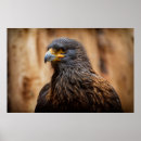 Suche nach bussard poster Tiere