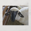 Suche nach schaf postkarten Lamm