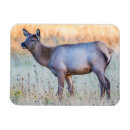 Recherche de veau magnets Délimiteur danita