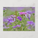 Suche nach phlox postkarten Wiese