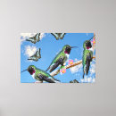 Suche nach kolibris leinwandbilder Tiere
