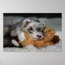 Suche nach weasels poster Tiere