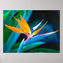 Recherche de hawaï art Fleur